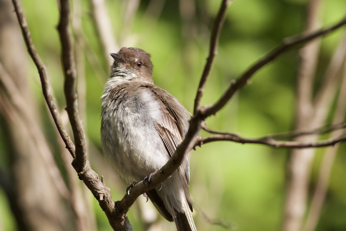 Eastern Phoebe - ML469329551