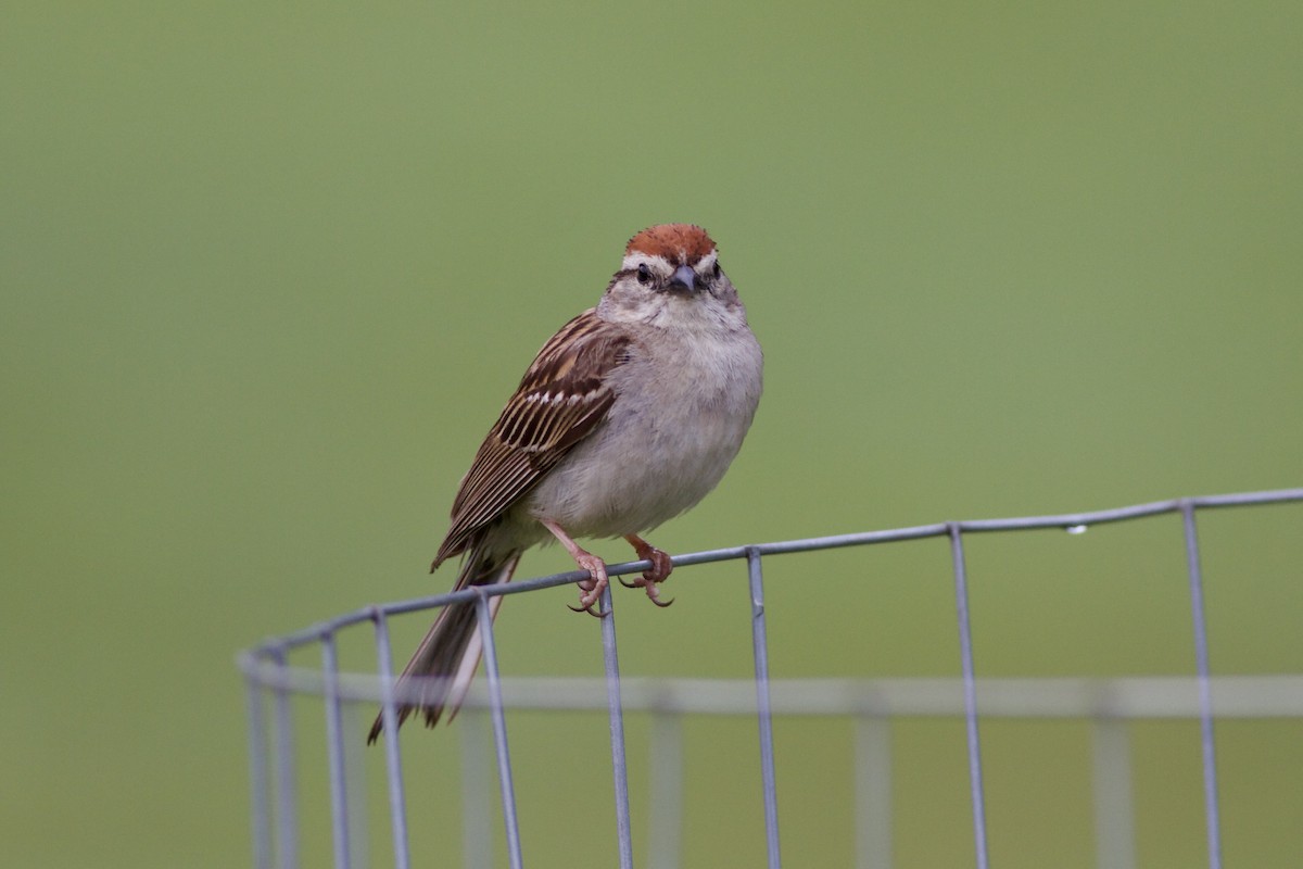 Chipping Sparrow - ML469329631