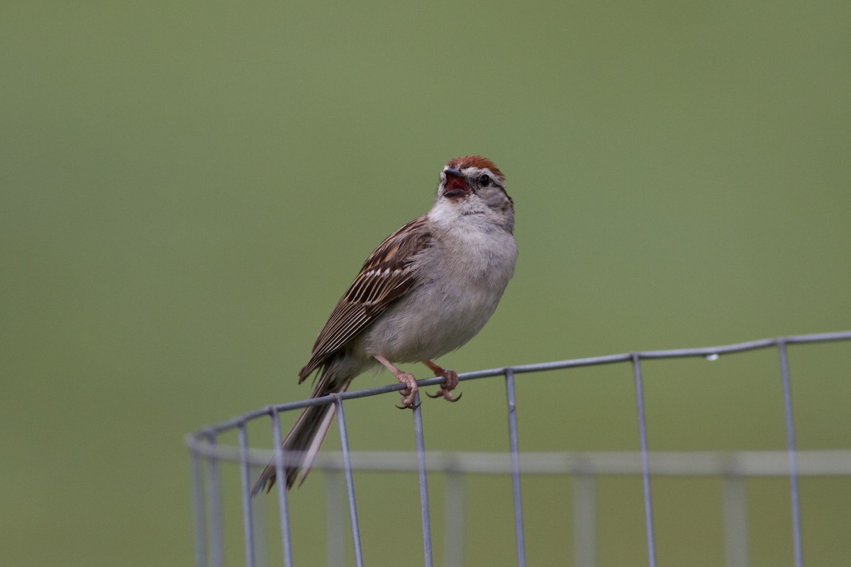 Chipping Sparrow - ML469329641