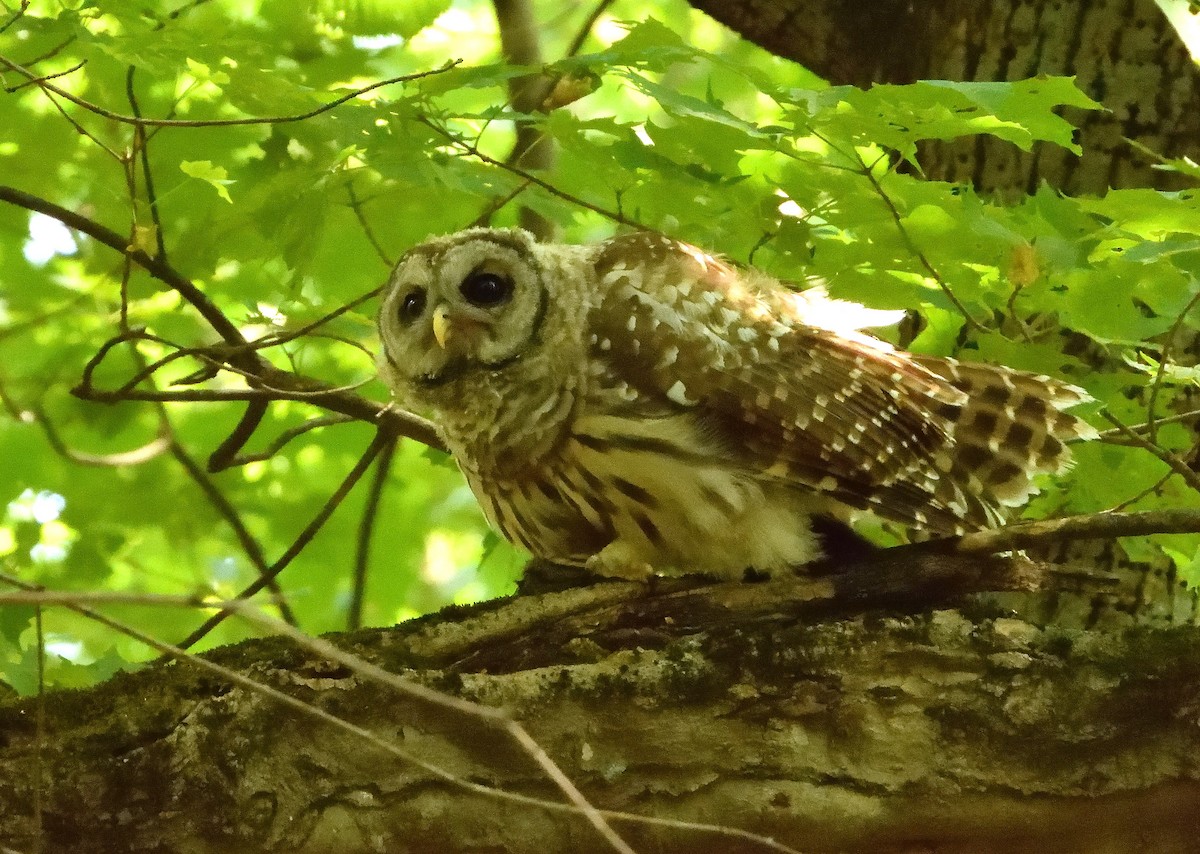 Barred Owl - ML469330291