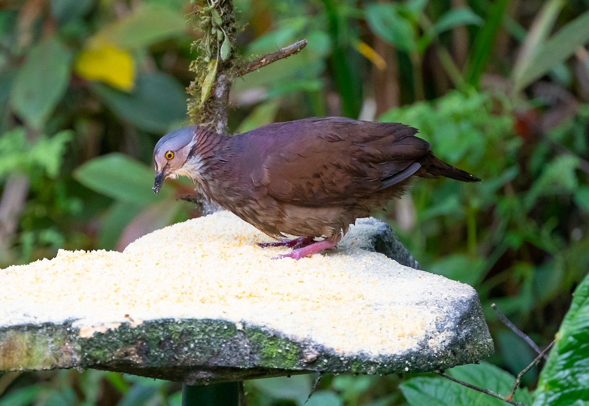 White-throated Quail-Dove - ML469330931