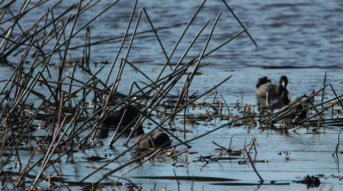 Eurasian Coot - ML469330981