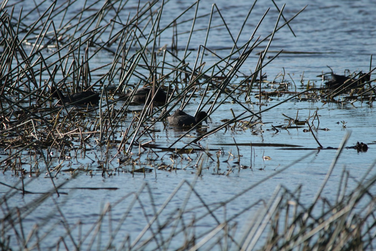 Eurasian Coot - ML469331021