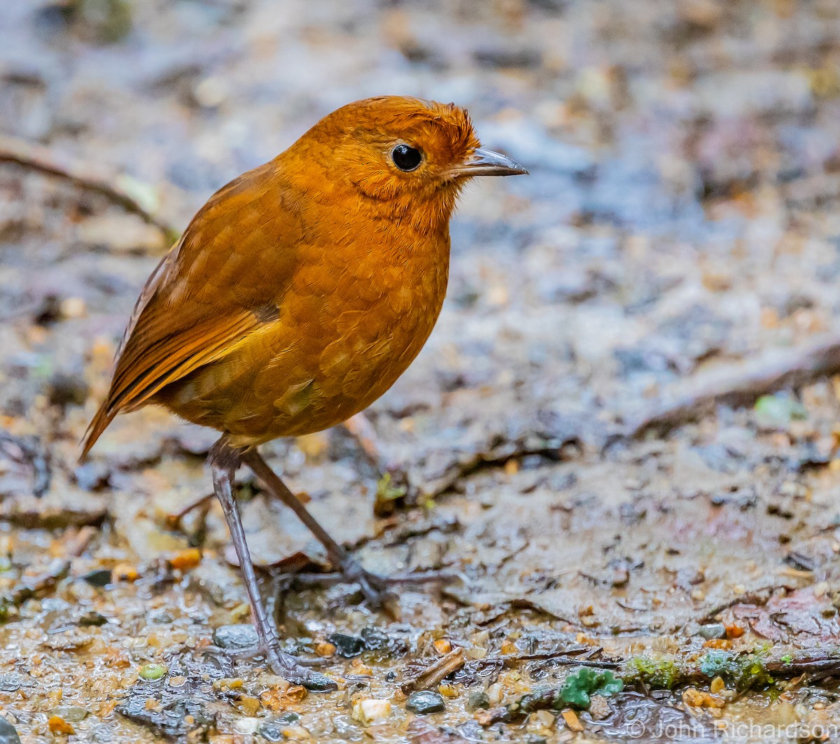 Equatorial Antpitta - ML469331351