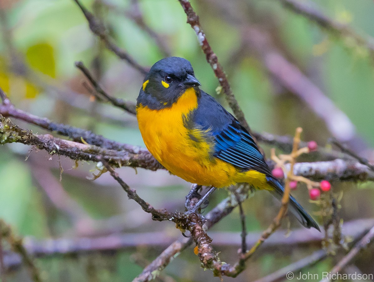 Lacrimose Mountain Tanager - ML469331591