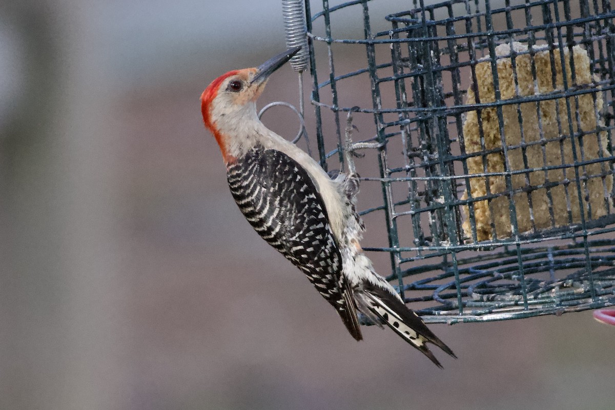 Red-bellied Woodpecker - ML469332361