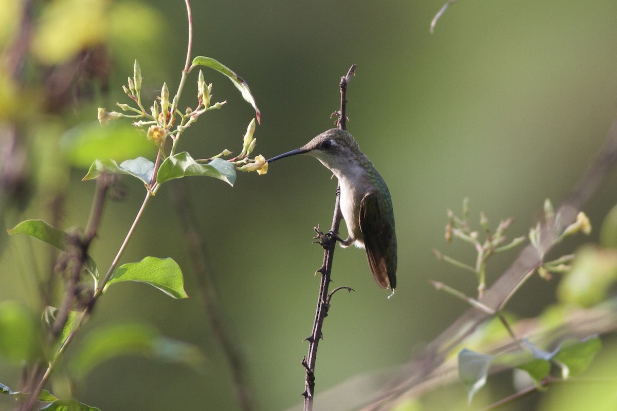 Ruby-throated Hummingbird - Mitchell Dart