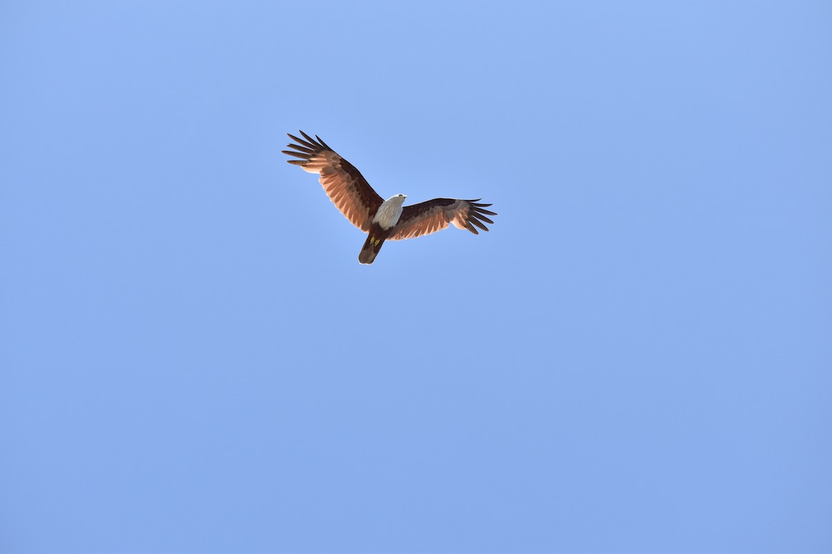 Brahminy Kite - ML469332941