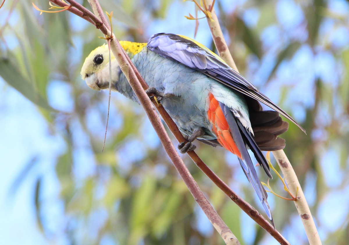 Pale-headed Rosella - ML46933571