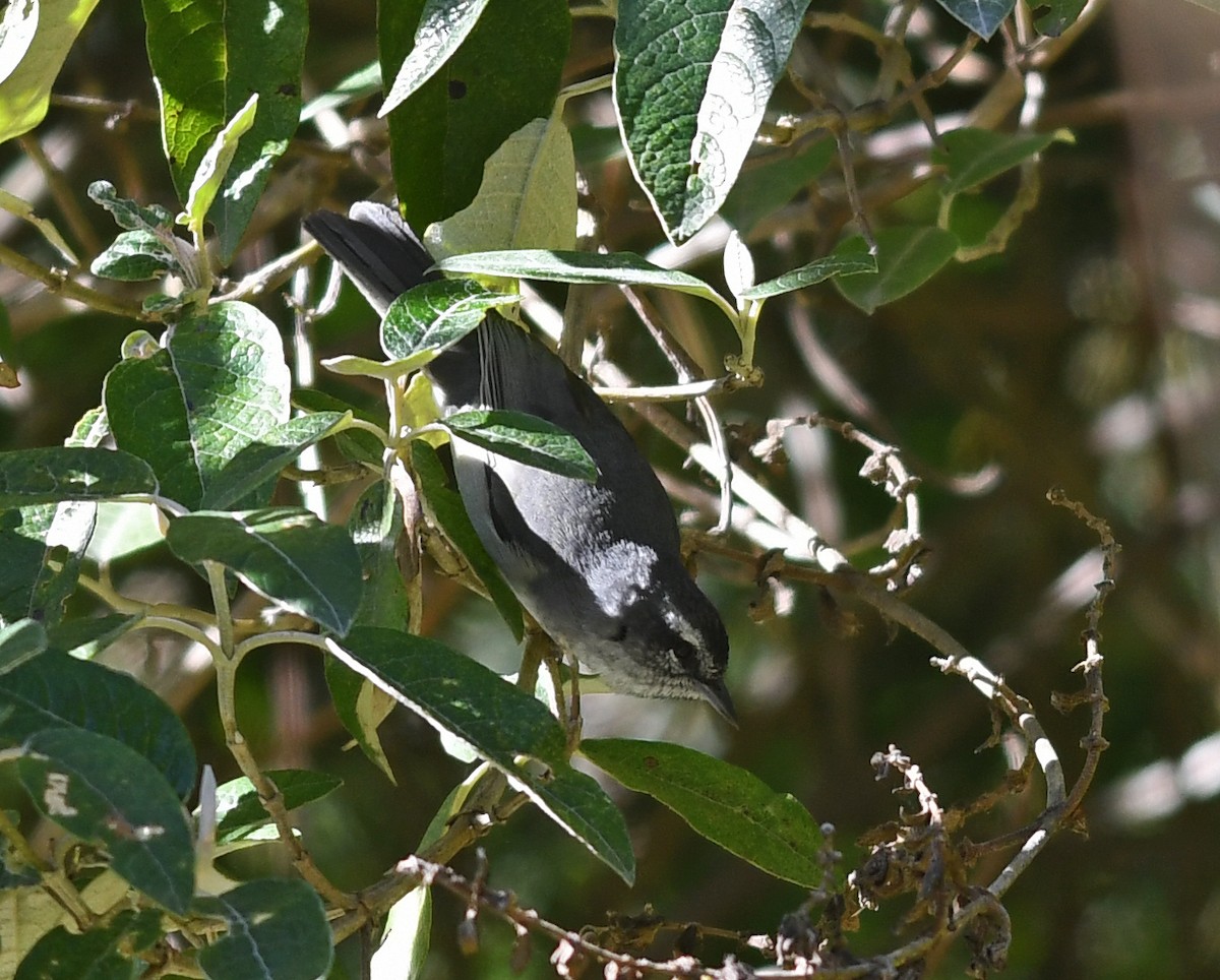 Superciliaried Hemispingus (White-bellied) - ML469336871