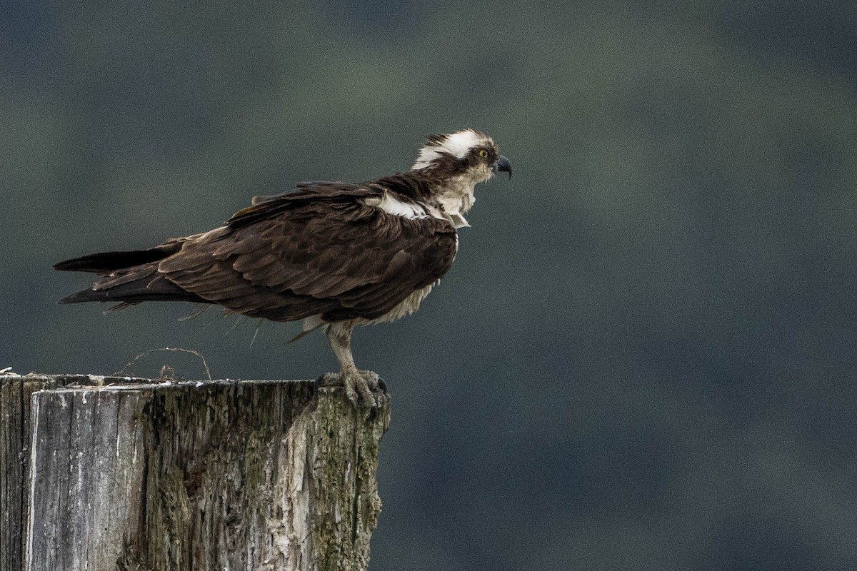 Osprey - ML469338021