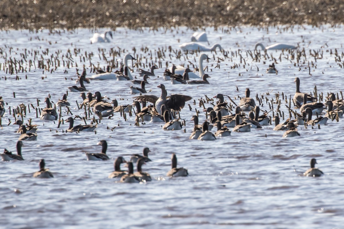 Greater White-fronted Goose - Jodi Boe