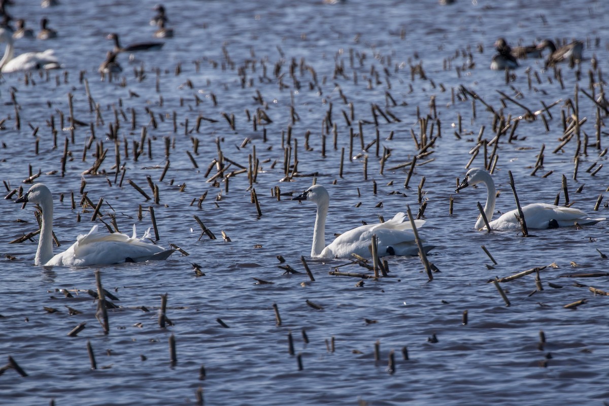 Tundra Swan - ML469338431