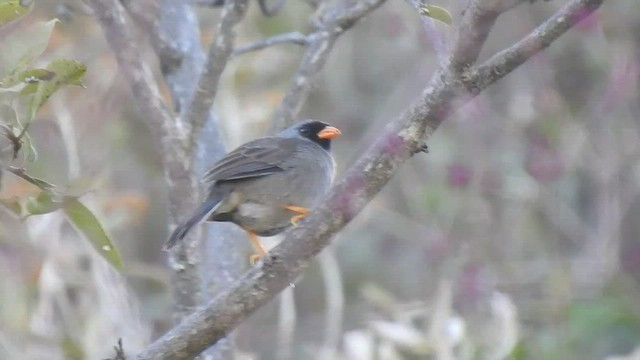 Gray-winged Inca-Finch - ML469338801