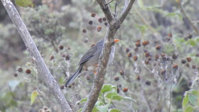 Gray-winged Inca-Finch - ML469338821