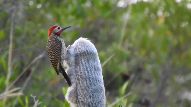 Peru Ağaçkakanı - ML469339211