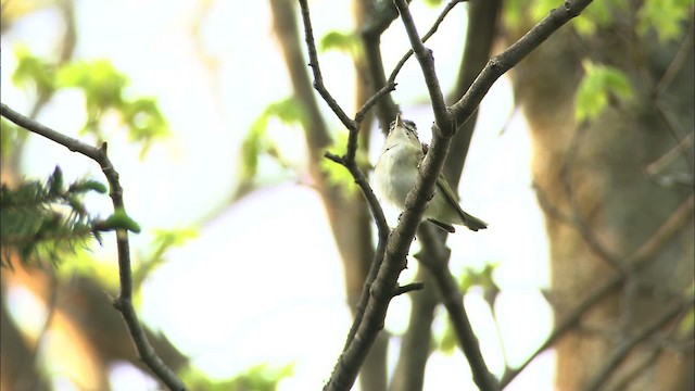 Red-eyed Vireo - ML469340