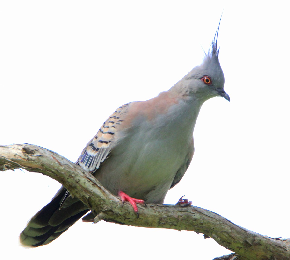 Crested Pigeon - ML46934031