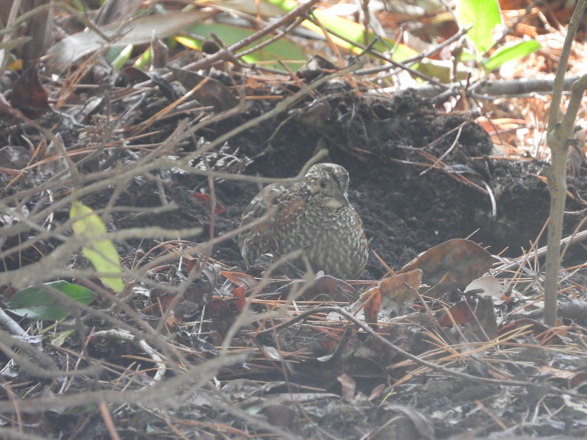 Painted Buttonquail - ML469341631