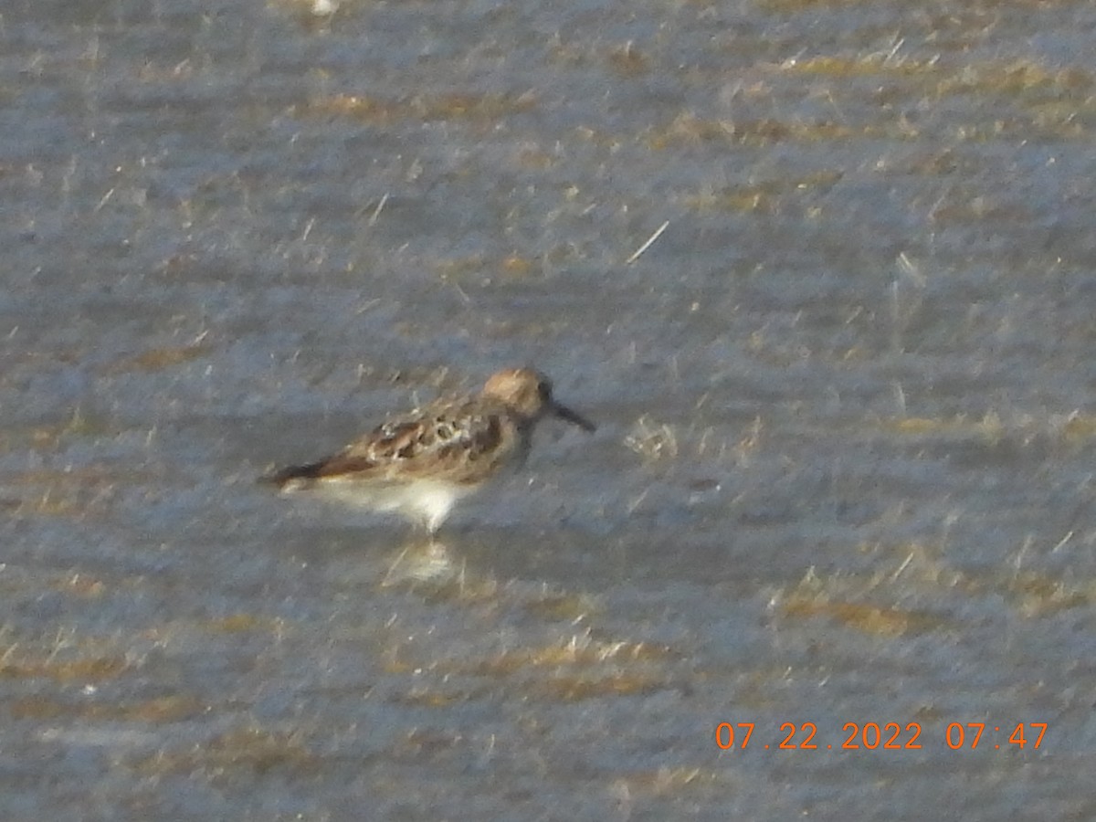 Baird's Sandpiper - ML469342301