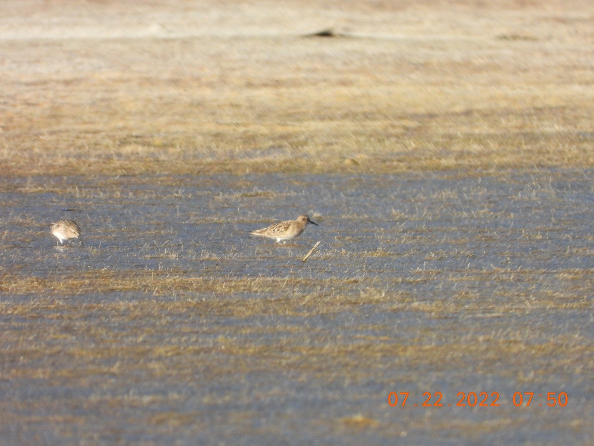 Baird's Sandpiper - ML469342321