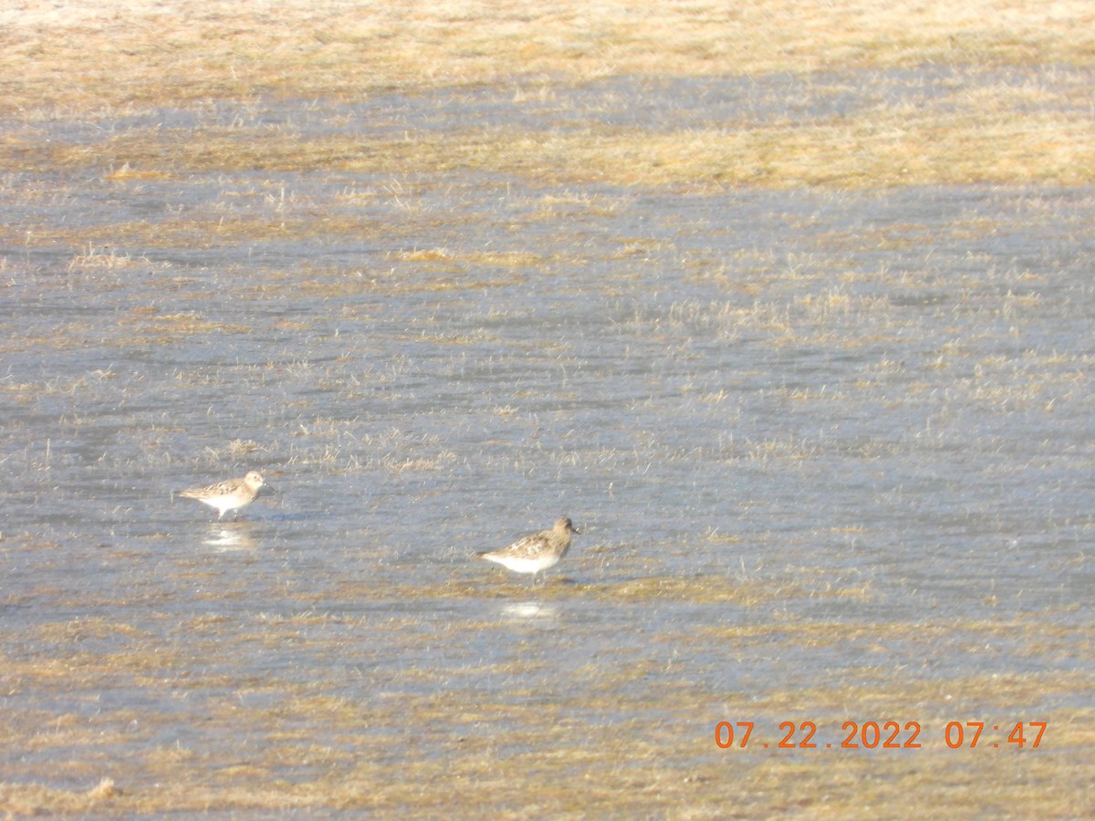 Baird's Sandpiper - ML469342341