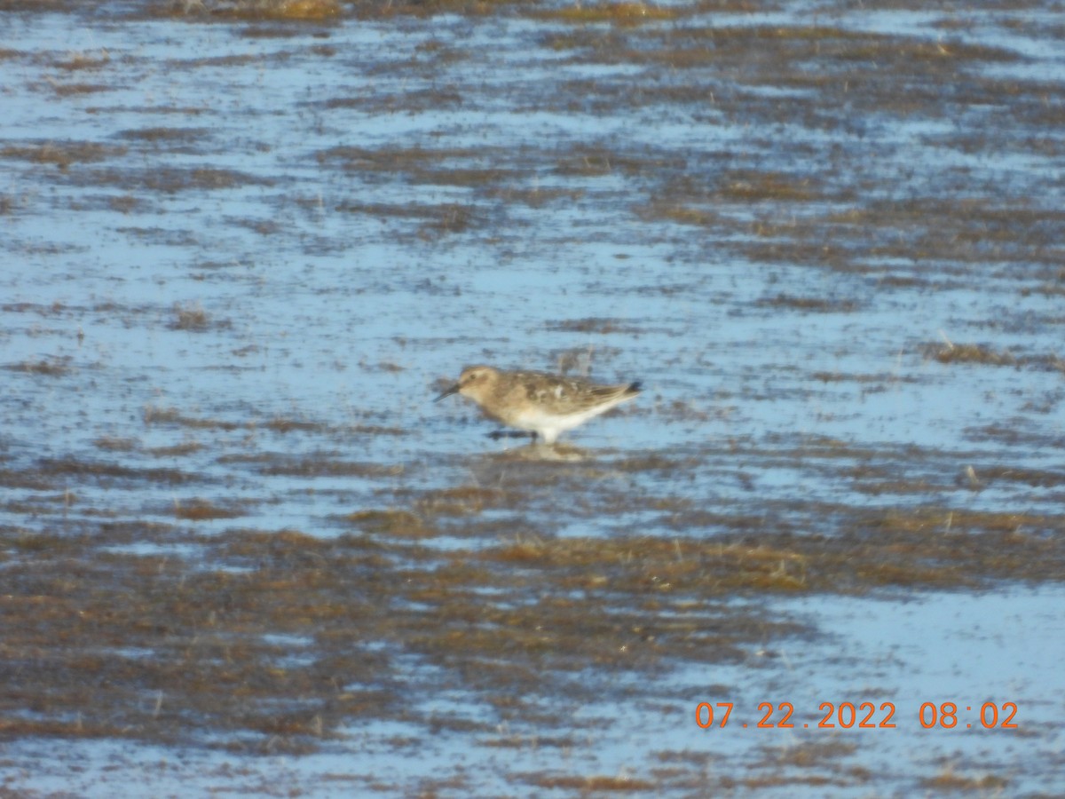 Baird's Sandpiper - Corey Jensen