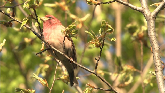 Purple Finch (Eastern) - ML469344