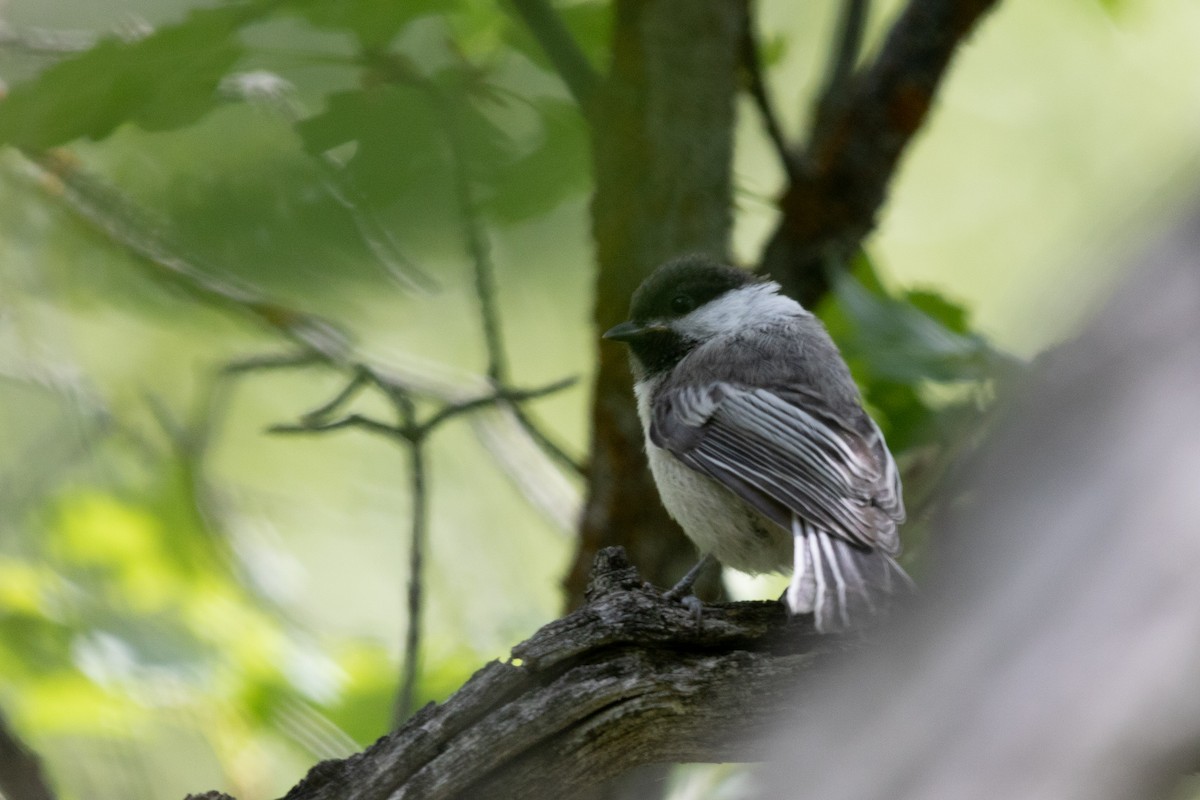 Black-capped Chickadee - ML469344451