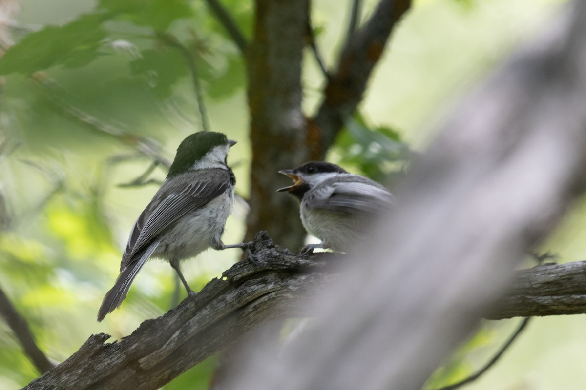 Black-capped Chickadee - ML469344471