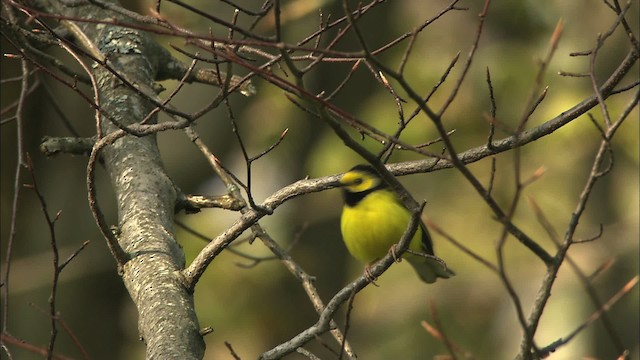 Hooded Warbler - ML469345