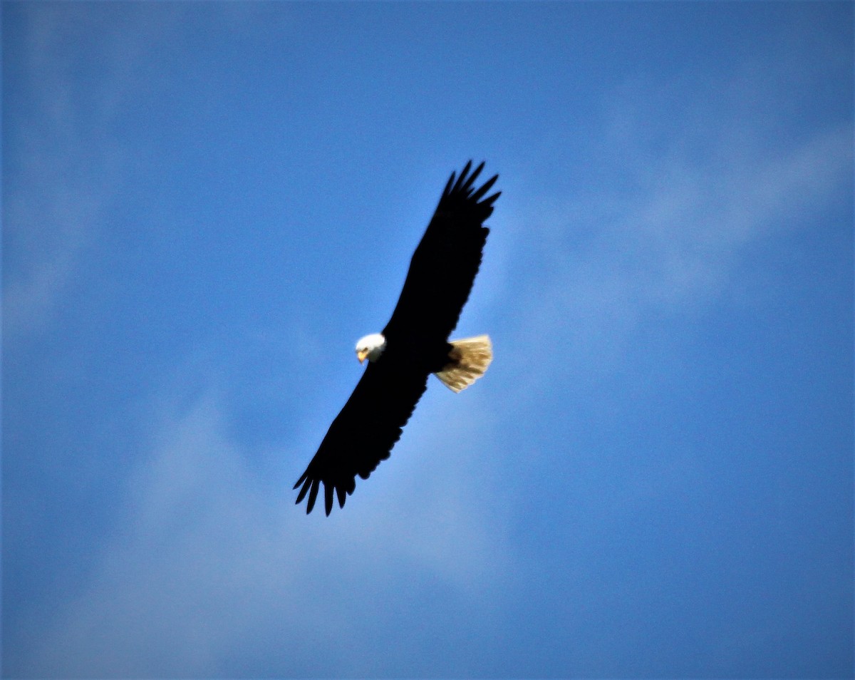 Bald Eagle - ML469345301