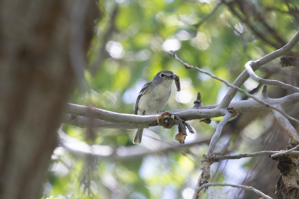 Plumbeous Vireo - ML469345331