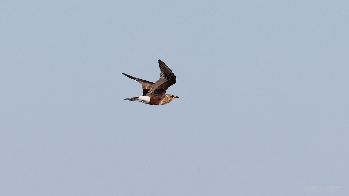 Australian Pratincole - Roksana and Terry