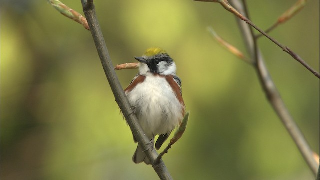 Gelbscheitel-Waldsänger - ML469346