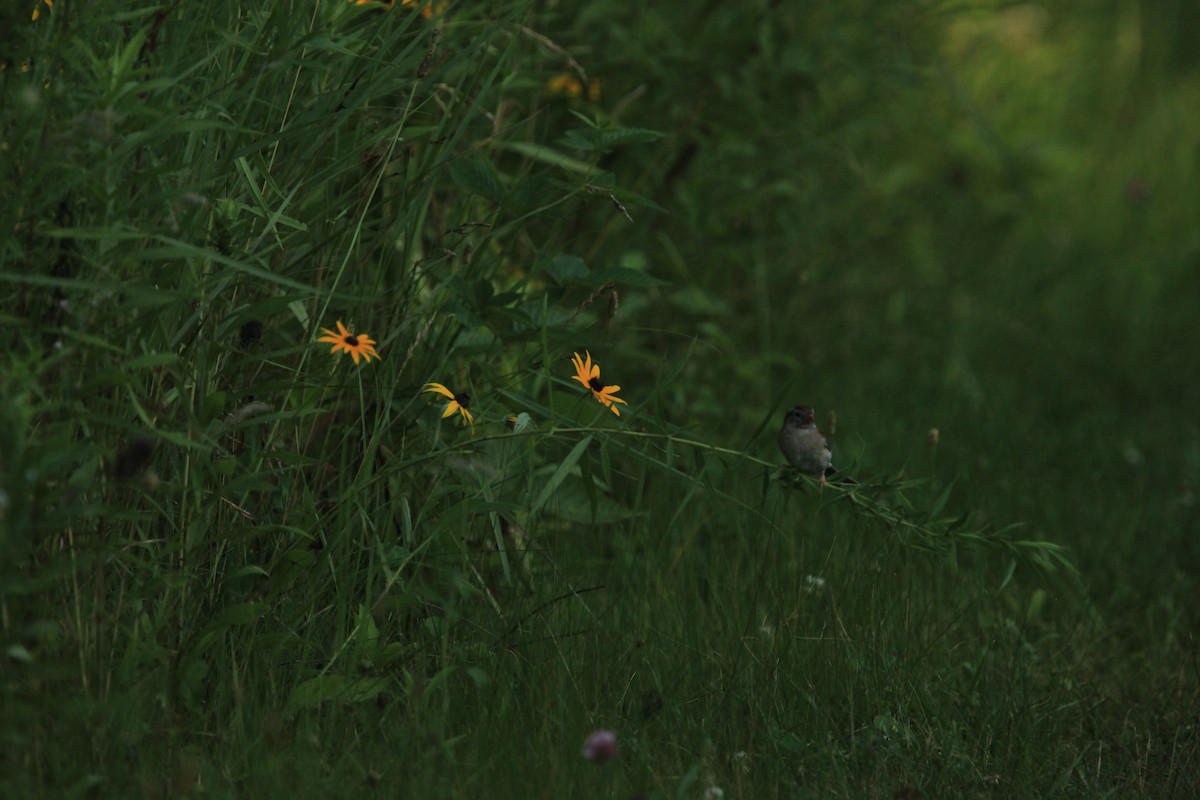 Field Sparrow - ML469347131