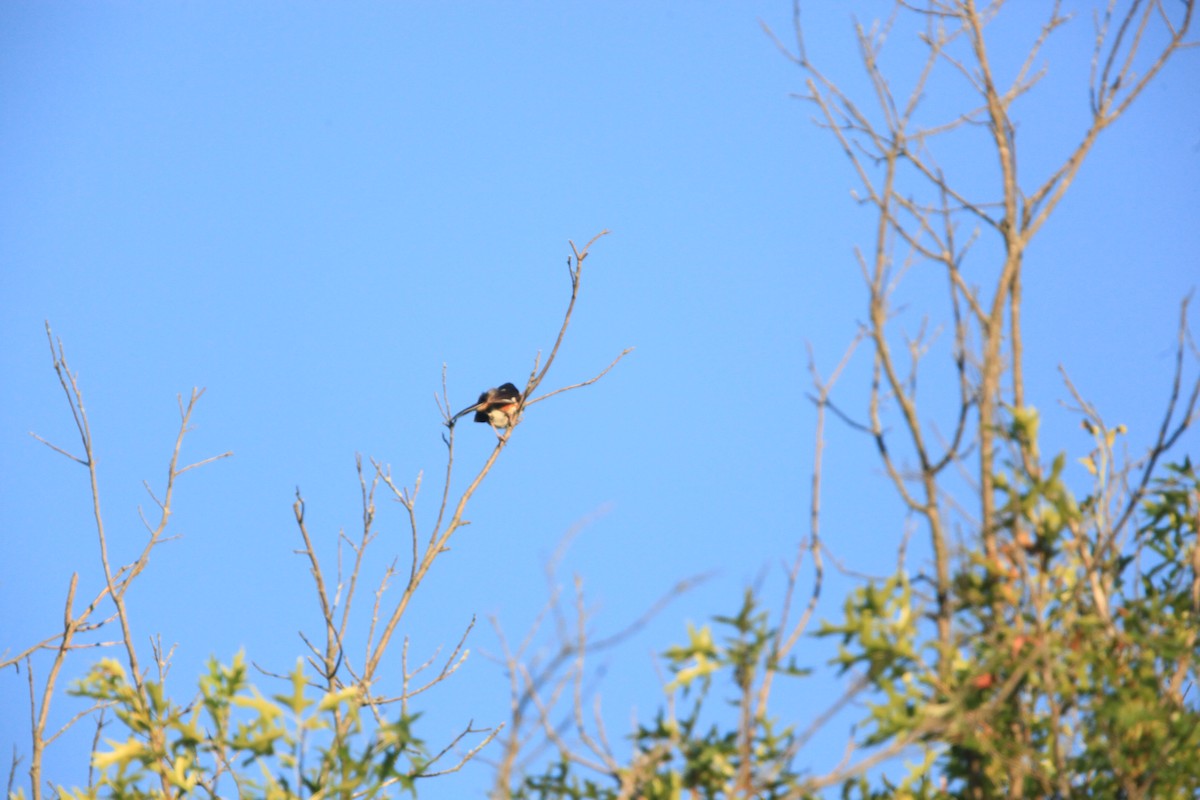 Eastern Towhee - ML469347231