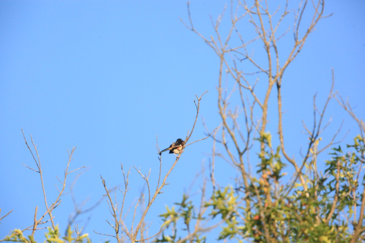 Eastern Towhee - Paul Miller