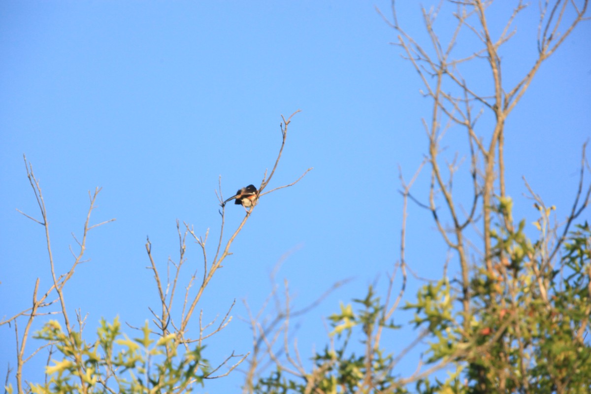 Eastern Towhee - ML469347261