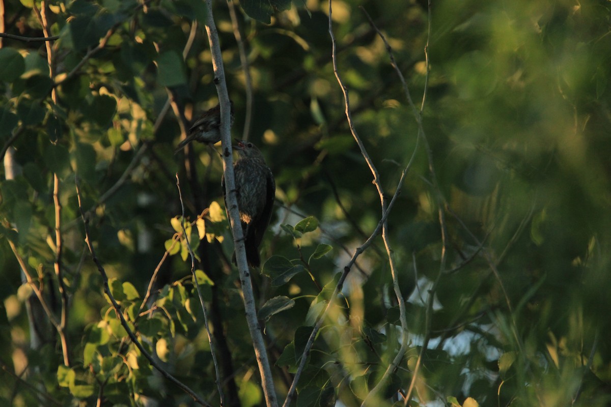 Brown-headed Cowbird - ML469347281