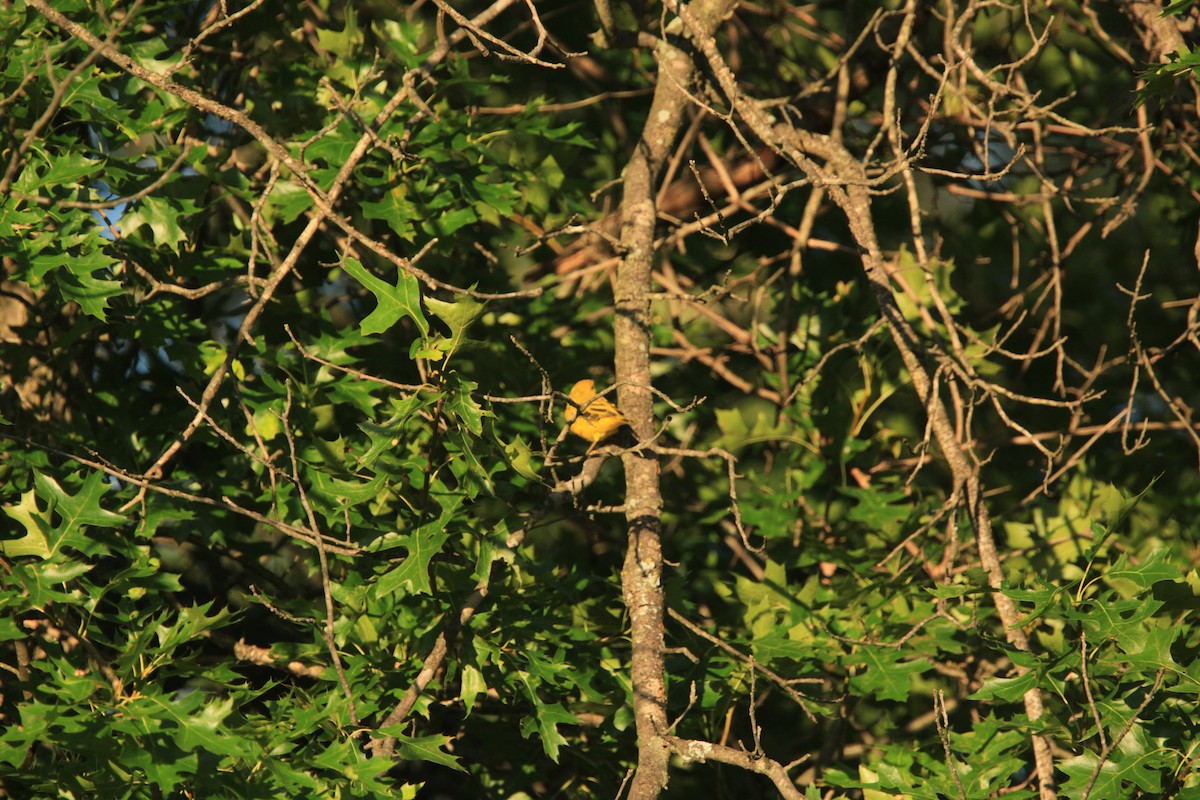 Yellow Warbler - ML469347321