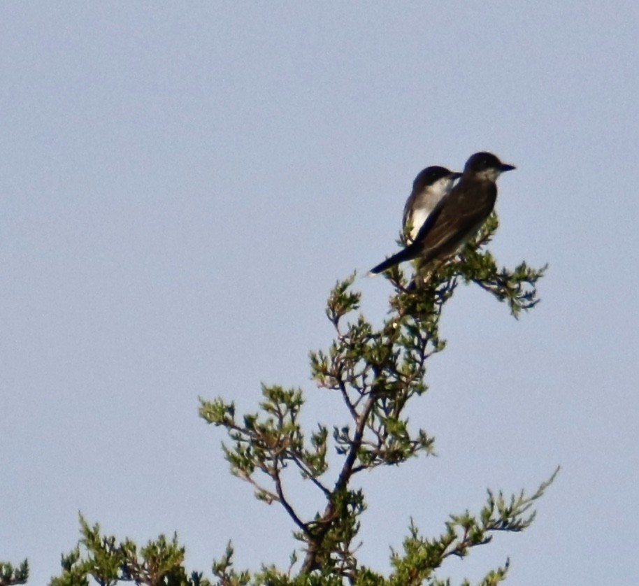 Eastern Kingbird - ML469347411