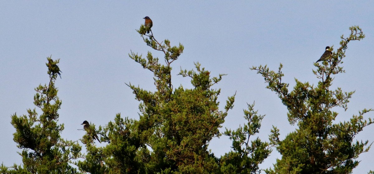 Schieferrücken-Königstyrann - ML469347541