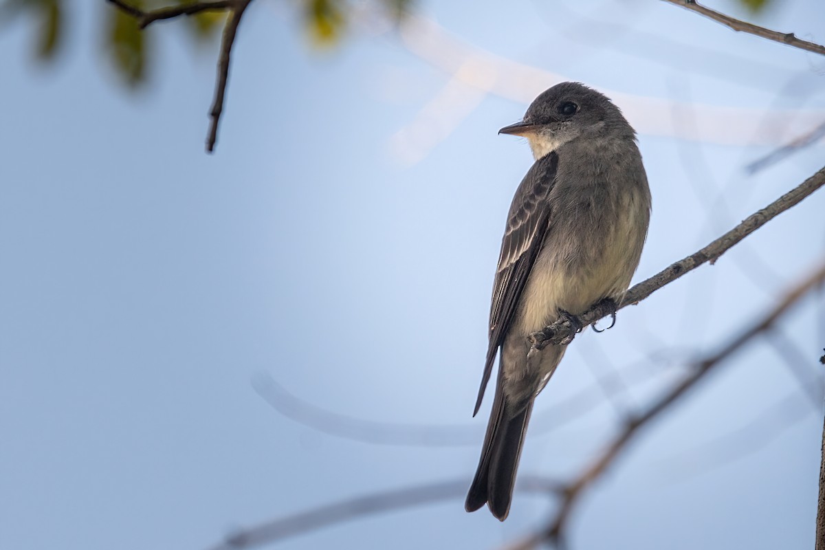 Western Wood-Pewee - ML469348061