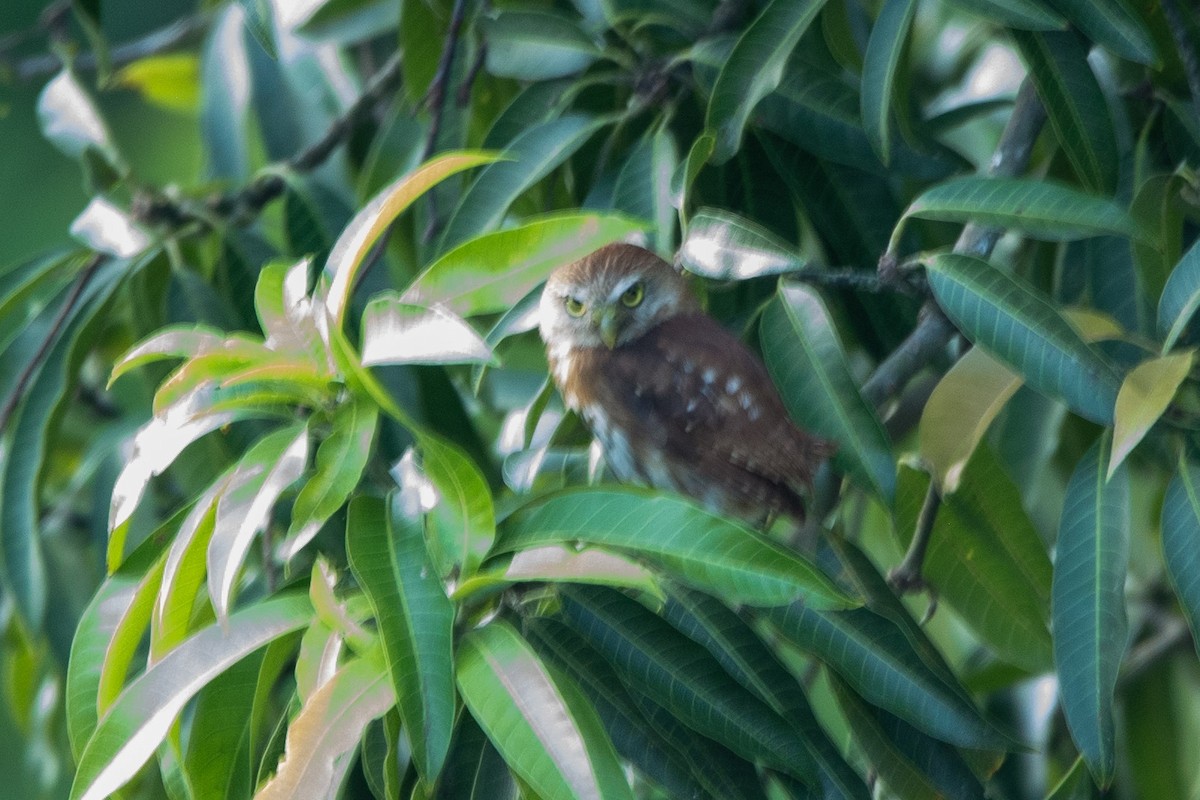 Ferruginous Pygmy-Owl - ML469348931