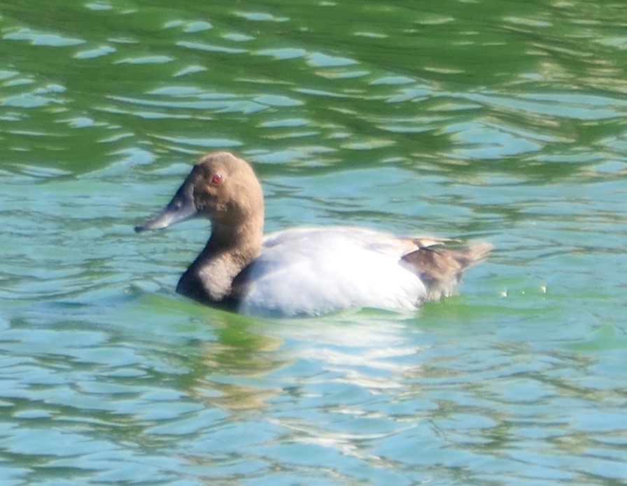 Canvasback - ML469349731