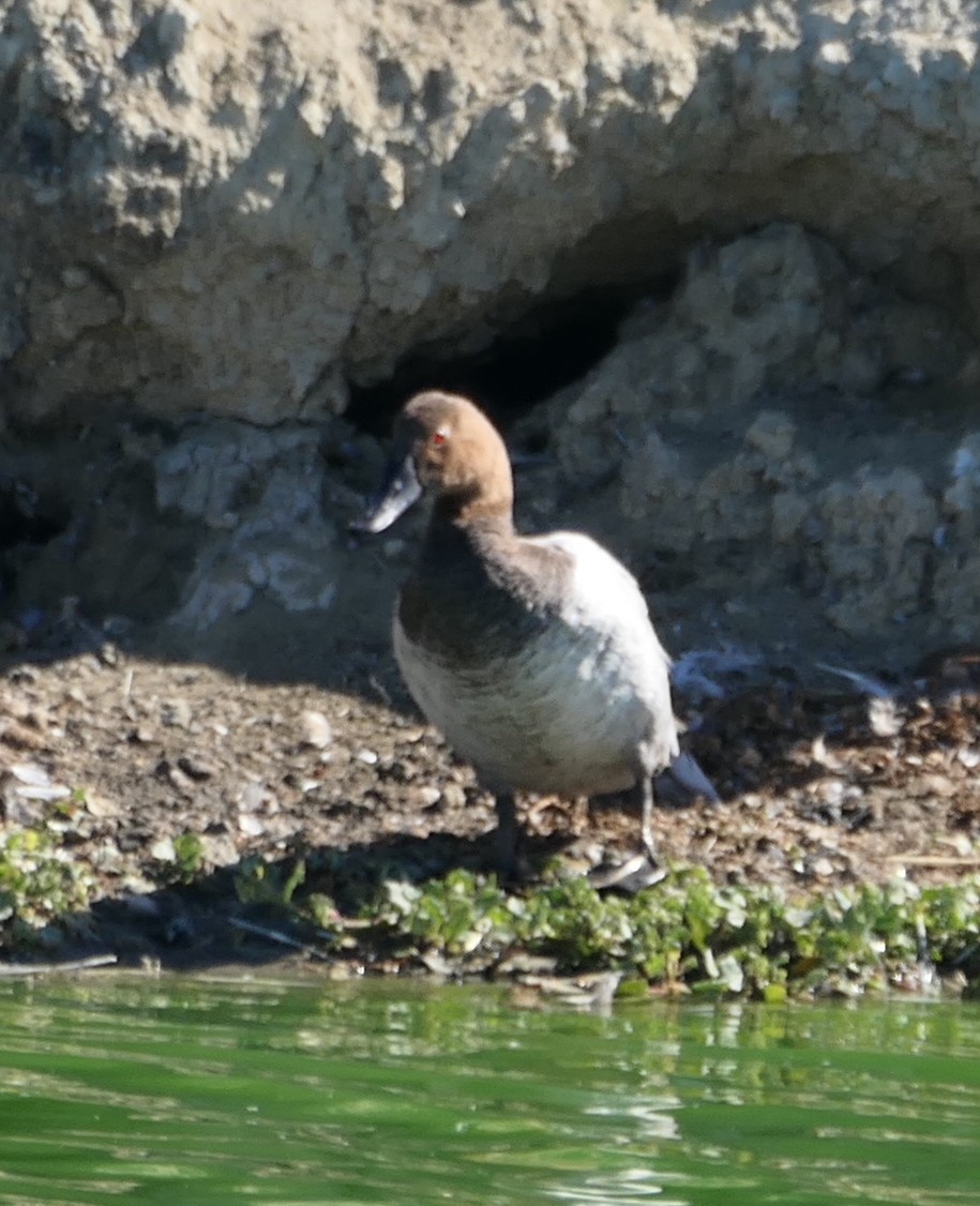 Canvasback - ML469349741