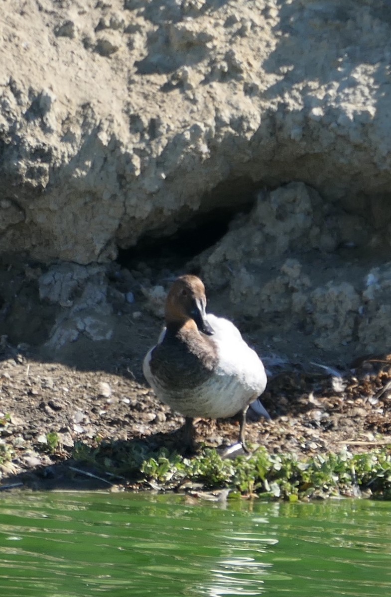 Canvasback - ML469349751