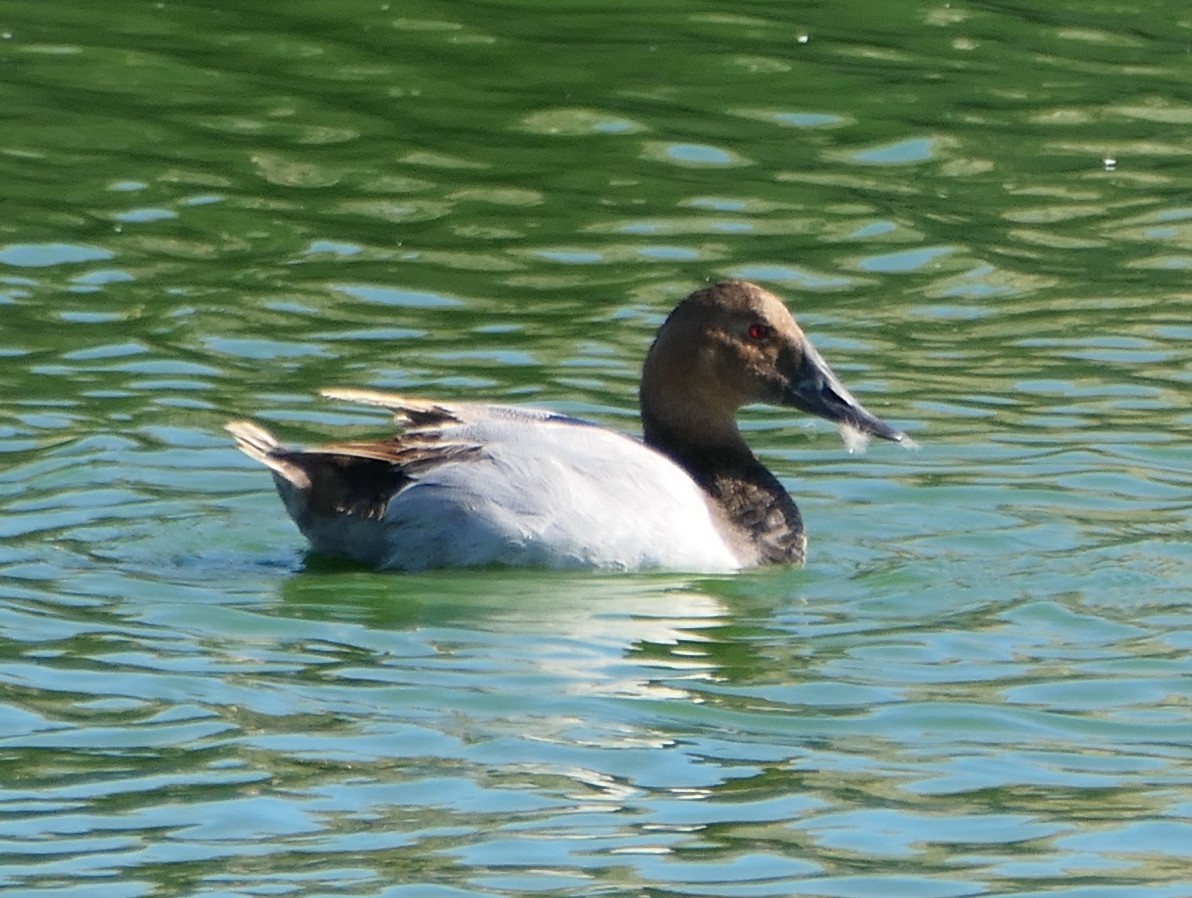 Canvasback - ML469349761