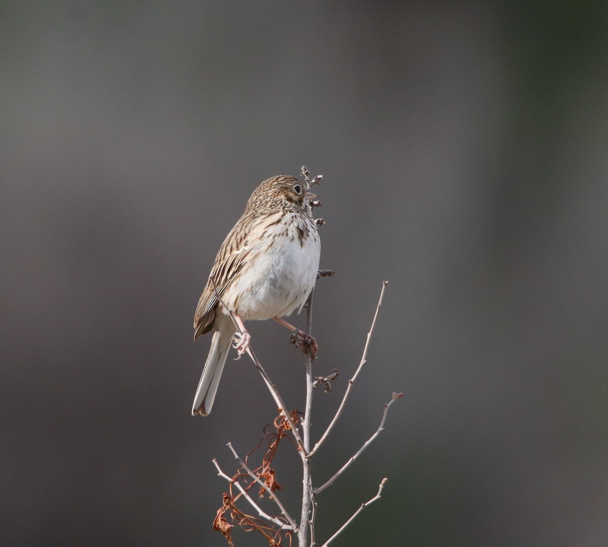 Vesper Sparrow - ML469352281